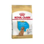 RC_caniche_poodle_jr