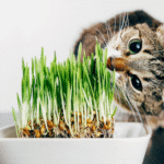 Hierba Gatera x unidad